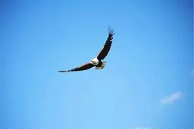 中国最新隐身无人机已首飞成功 可长航时飞行图片