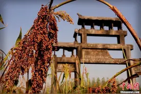 澳媒：澳大利亚高粱大丰收 或出口中国酿制白酒图片