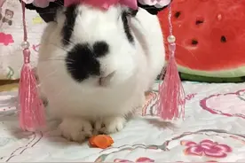 萌兔的诞生！《比得兔》中国区代言兔悬念揭晓图片