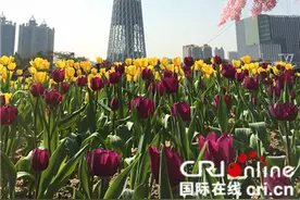 花城广州春节期间为民众打造赏花盛宴图片