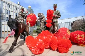 军营汪星人的“本命年”，它们“敲”开心图片
