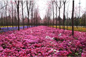 春节去哪玩？送上昆明周边14个县市区完整出游攻略图片