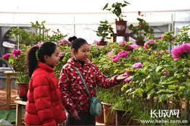柏乡牡丹花开迎新春 网络直播送祝福图片