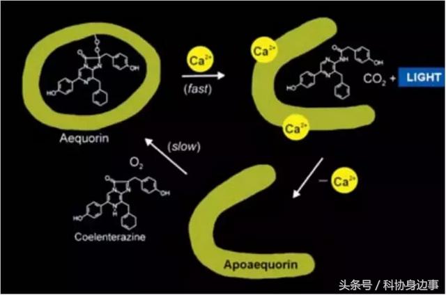 前沿科技解读丨生命的颜色——荧光蛋白的发现与应用
