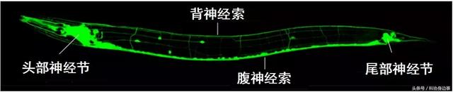前沿科技解读丨生命的颜色——荧光蛋白的发现与应用