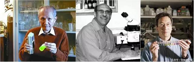 前沿科技解读丨生命的颜色——荧光蛋白的发现与应用