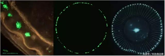 前沿科技解读丨生命的颜色——荧光蛋白的发现与应用