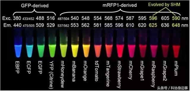 前沿科技解读丨生命的颜色——荧光蛋白的发现与应用