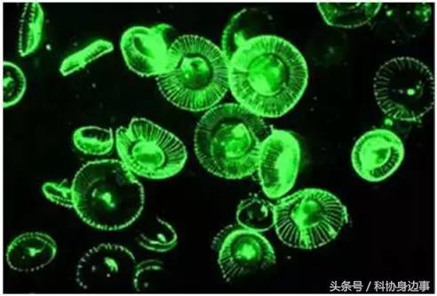 前沿科技解读丨生命的颜色——荧光蛋白的发现与应用