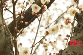 春节去哪玩？东湖梅花节邀你来享受“梅”好时光视频封面