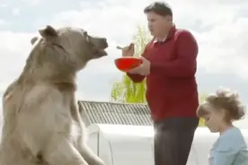 俄罗斯彪悍夫妇养大棕熊当宠物，竟然懂人性玩手语