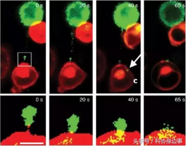 前沿科技解读丨生命的颜色——荧光蛋白的发现与应用