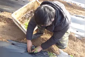 零下10度的北方，这样栽西红柿苗，亩产量高达1万斤！视频封面
