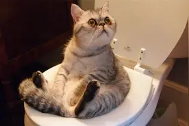 猫咪拉完粑粑，一定会把屎埋起来，真是因为讲卫生吗？那就大错了