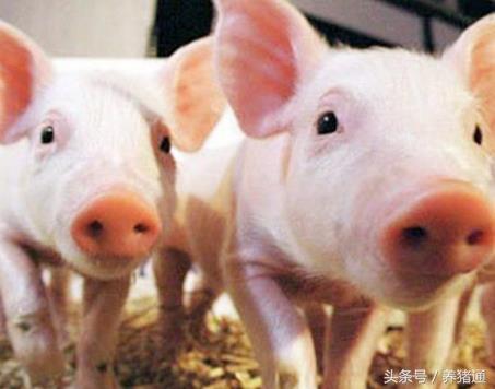 养猪，关于蛋白质的概念你要懂