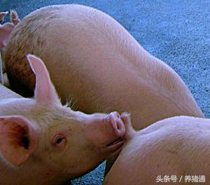 为什么限制性氨基酸会限制猪的生长？