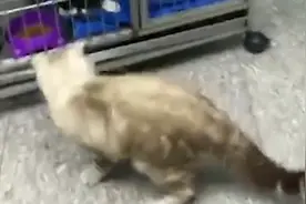 大脸肥猫，偷吃小伙伴的猫粮！被全程拍摄记录