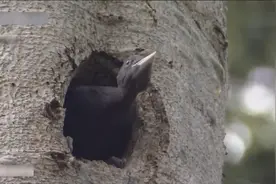 一条大蛇爬到啄木鸟的窝想吃小鸟，啄木鸟回来把大蛇啄得掉下树去视频封面