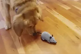 老鼠怕猫，猫怕狗，可狗狗怕老鼠，一物降一物吗？