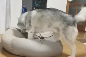 这只狗子，睡觉前要不停地转圈，不找到最舒服的姿势决不罢休