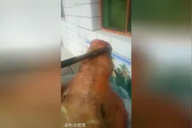 猪头猪蹄这样除毛最干净，比饭店的好吃多了