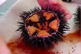 海胆：最鲜美的吃法就是直接吃
