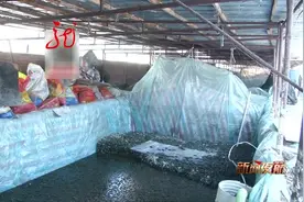 无证小作坊 露天挖坑腌咸菜 看着好恶心 查处不手软视频封面