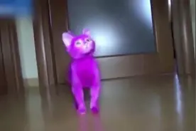猫咪全身被主人染成粉色 不断舔毛中毒而亡