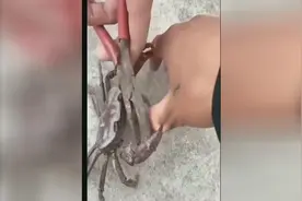 螃蟹：既然改变不了被杀的命运，来个鱼死网破吧