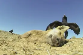 楔尾鹰吃澳洲野犬 让人看着有点不忍心！