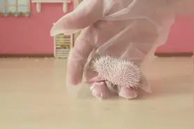 小刺猬被主人私自拿出来玩，刺猬妈很生气，从此再不让主人碰它视频封面