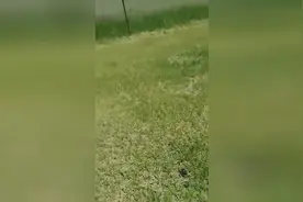 如何快速抓地鼠？只需要一个简单的水捅视频封面