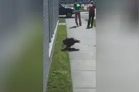 胆子太大！实拍白头老鹰当街捕杀小猫，死活就不走