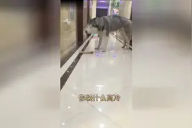 傻的天真的狗狗和骨头干架，太可爱了