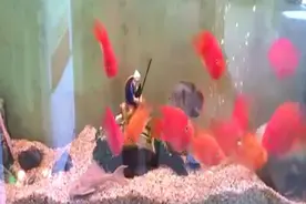 养了没几天的血鹦鹉，一个个却长成这么大个，不会喂了催化剂吧？