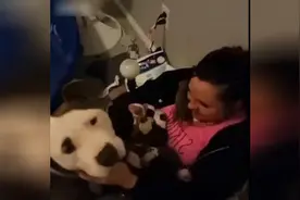 狗狗太爱主人， 刚生完小狗狗 就将宝宝叼到主人怀里 ，好有爱视频封面