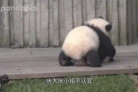 熊猫小团子欺负更小的宝宝，被奶妈及时组织！视频封面