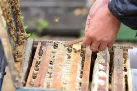 养蜂人的故事：15年月平均搬家一次 哪有鲜花就去哪图片