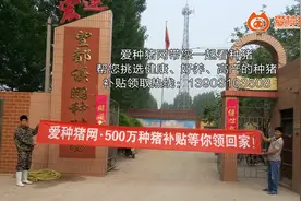 爱种猪网走进河北省保定市望都谦鹏种猪场图片