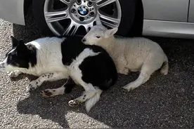 小羊从小跟狗狗一起长大,结果现在把自己当成狗狗了!图片