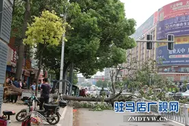 七级大风“施虐”天中 十米高梧桐树连根拔起图片
