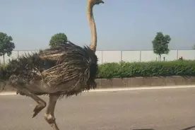 广东惊现两鸵鸟当街狂奔暴走 被捉后暴毙图片