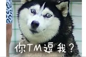 超全二哈表情包！一只狗演完一部抠女剧图片