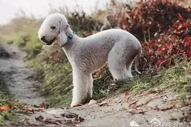 百科犬说之贝林顿梗图片