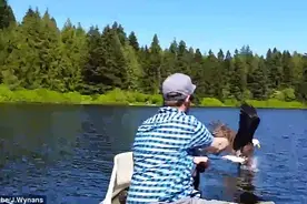 加夫妻湖边钓鱼遭无耻老鹰抢食图片