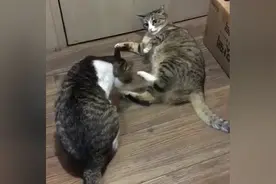 小样告诉你，千万别碰我啊，不然挠死你！