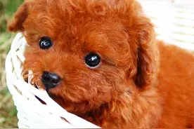 小泰迪饿到吃蟑螂！是因为主人太穷？图片