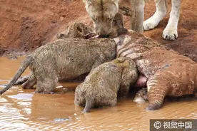 胆小者甚点：斑马饮水不幸被狮子围剿场面十分血腥 不忍直视图片