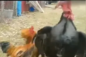 中国田园鸡PK美国火鸡，就没见退过半步！视频封面