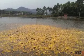 知道你养的锦鲤在进缸前经历了什么吗？图片